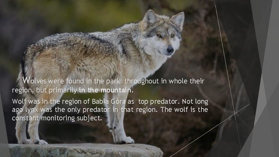 Wolves were found in the park throughout in whole their region, but primarily in