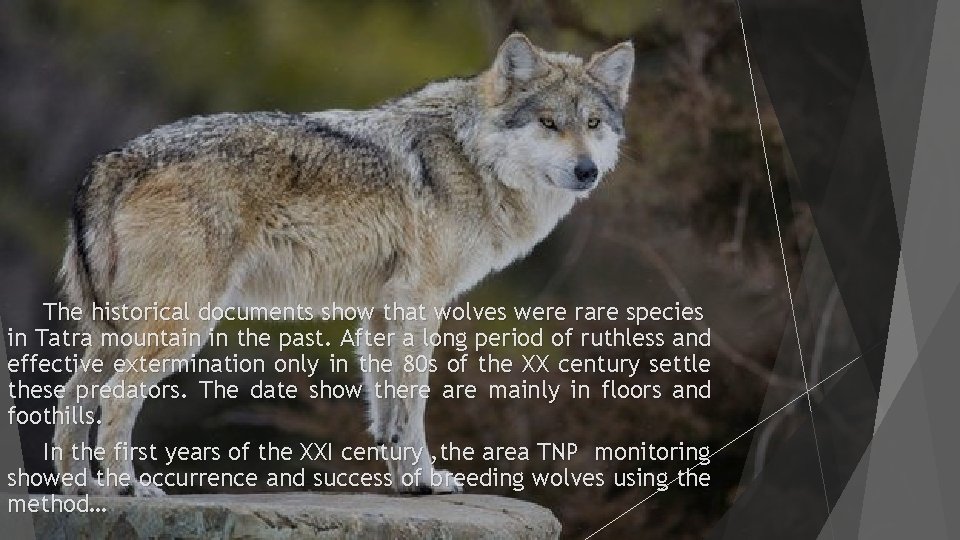 The historical documents show that wolves were rare species in Tatra mountain in the