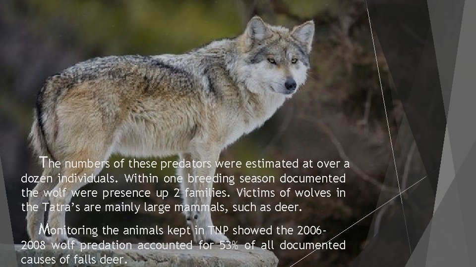 The numbers of these predators were estimated at over a dozen individuals. Within one