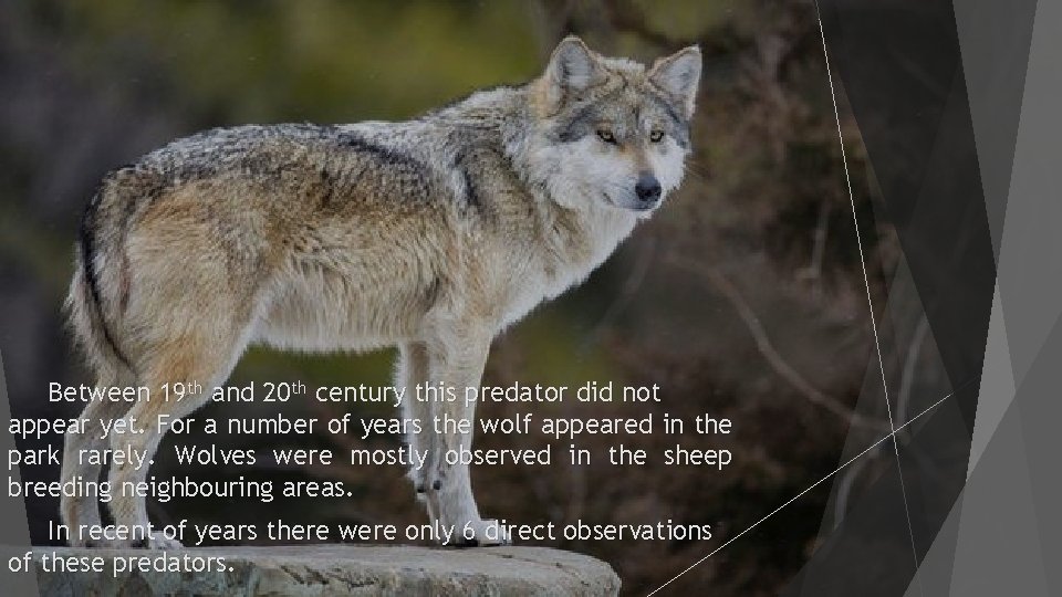 Between 19 th and 20 th century this predator did not appear yet. For