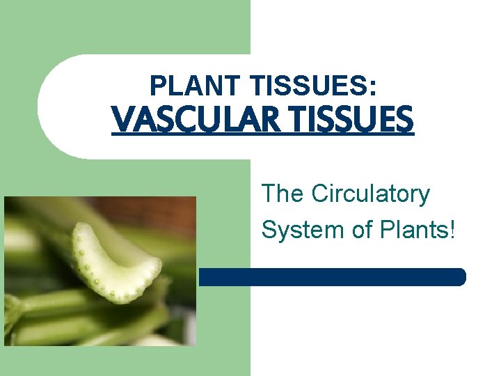 PLANT TISSUES: VASCULAR TISSUES The Circulatory System of Plants! 