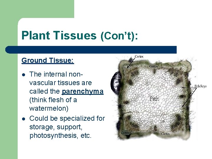 Plant Tissues (Con’t): Ground Tissue: l l The internal nonvascular tissues are called the