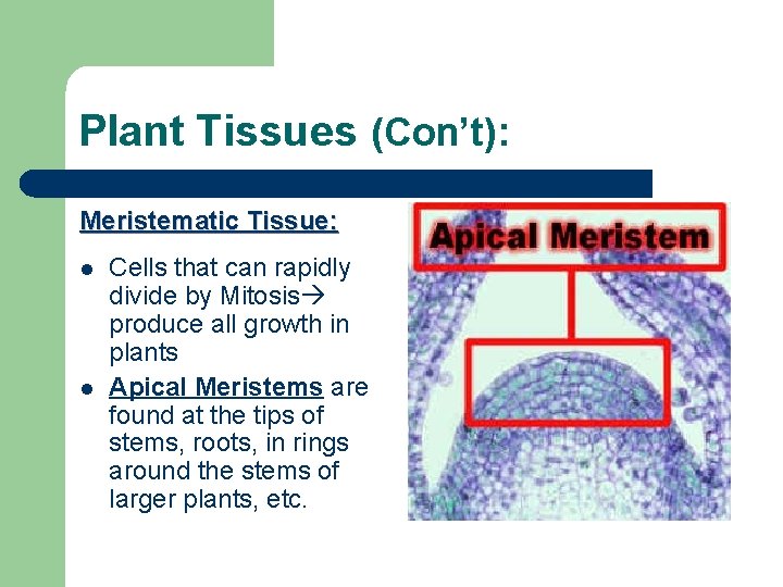 Plant Tissues (Con’t): Meristematic Tissue: l l Cells that can rapidly divide by Mitosis