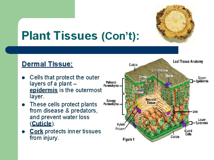 Plant Tissues (Con’t): Dermal Tissue: l l l Cells that protect the outer layers