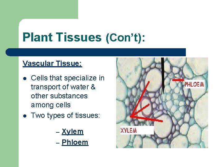 Plant Tissues (Con’t): Vascular Tissue: l l Cells that specialize in transport of water