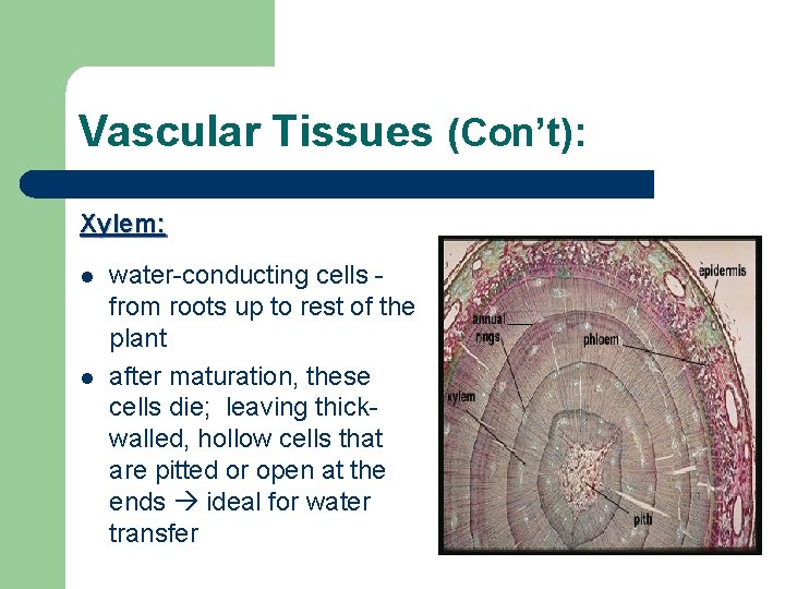 Vascular Tissues (Con’t): Xylem: l l water-conducting cells from roots up to rest of