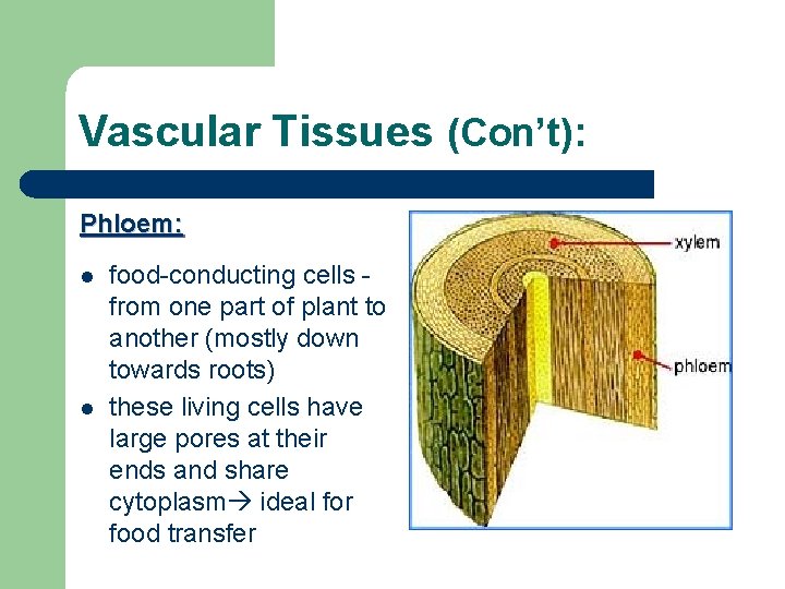 Vascular Tissues (Con’t): Phloem: l l food-conducting cells from one part of plant to