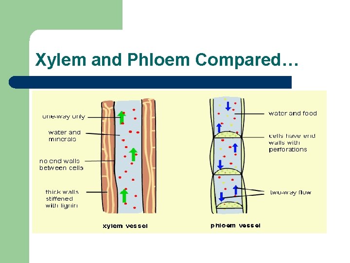Xylem and Phloem Compared… 