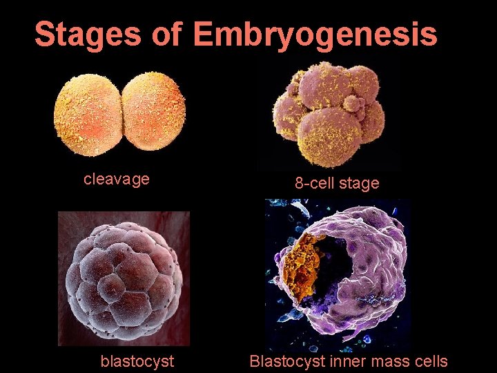 Stages of Embryogenesis cleavage blastocyst 8 -cell stage Blastocyst inner mass cells 
