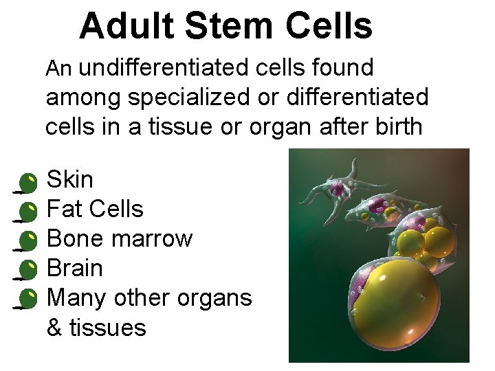 Adult Stem Cells An undifferentiated cells found among specialized or differentiated cells in a