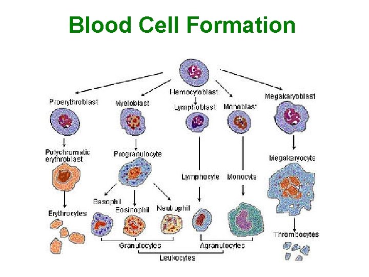 Blood Cell Formation 