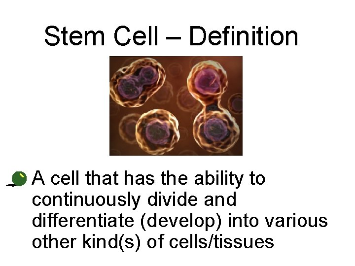 Stem Cell – Definition • A cell that has the ability to continuously divide