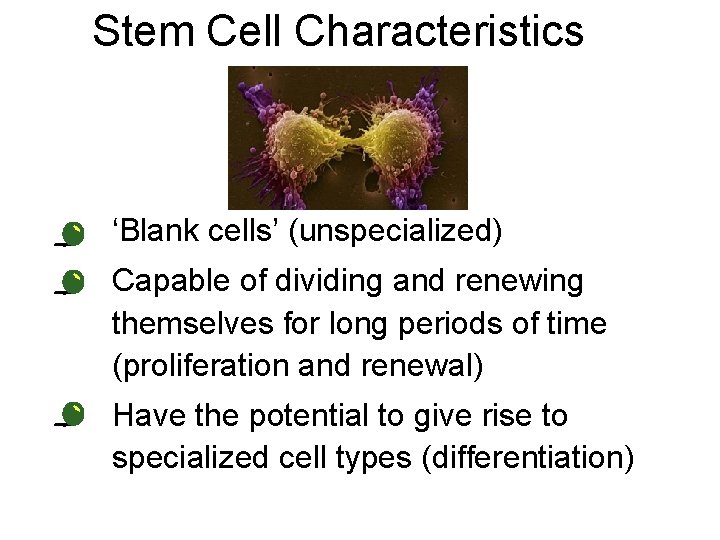 Stem Cell Characteristics • ‘Blank cells’ (unspecialized) • Capable of dividing and renewing themselves