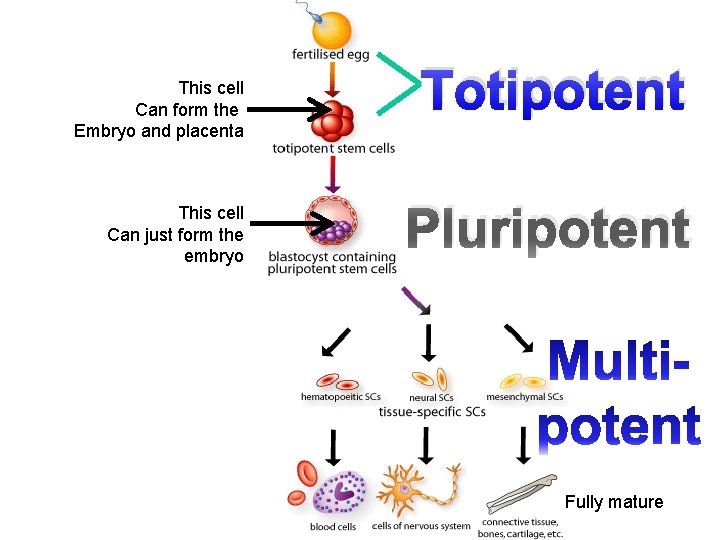 This cell Can form the Embryo and placenta This cell Can just form the