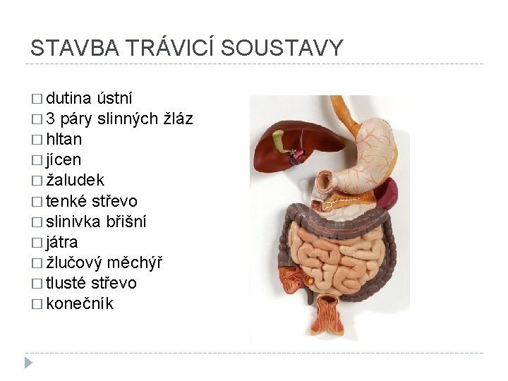 STAVBA TRÁVICÍ SOUSTAVY � dutina ústní � 3 páry slinných žláz � hltan �