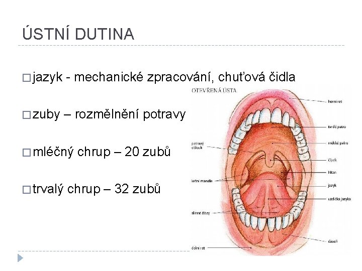 ÚSTNÍ DUTINA � jazyk - mechanické zpracování, chuťová čidla � zuby – rozmělnění potravy