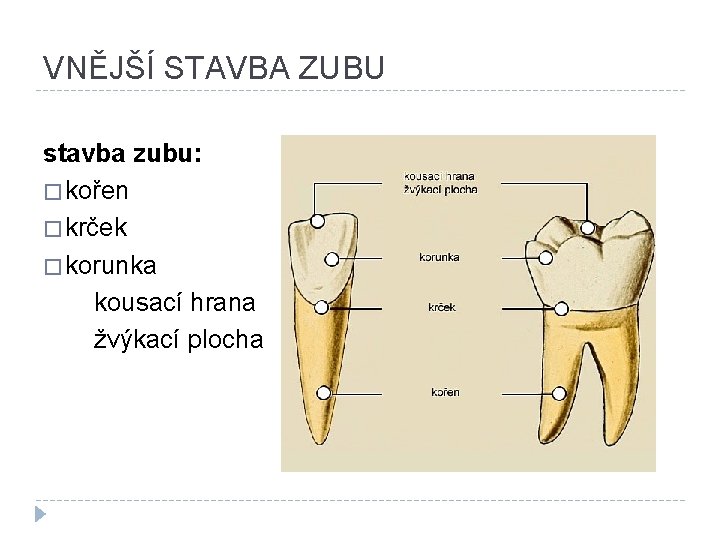 VNĚJŠÍ STAVBA ZUBU stavba zubu: � kořen � krček � korunka kousací hrana žvýkací