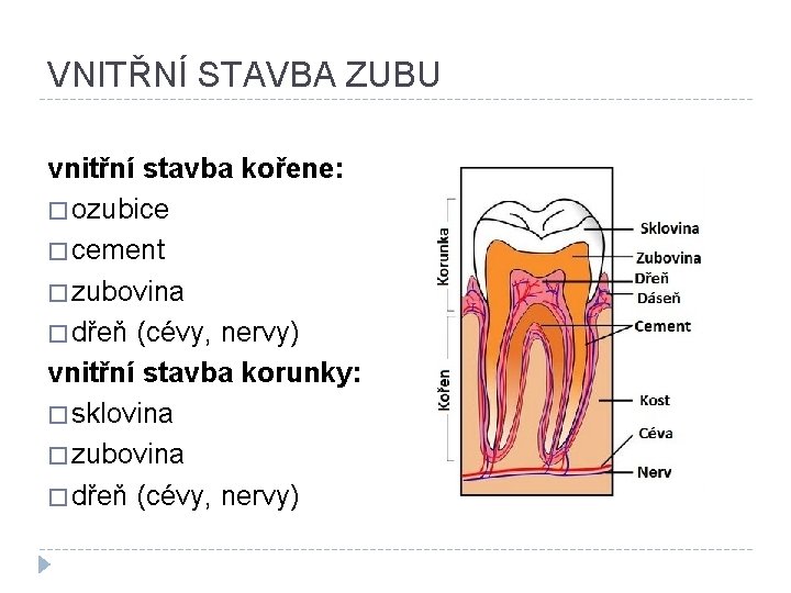 VNITŘNÍ STAVBA ZUBU vnitřní stavba kořene: � ozubice � cement � zubovina � dřeň