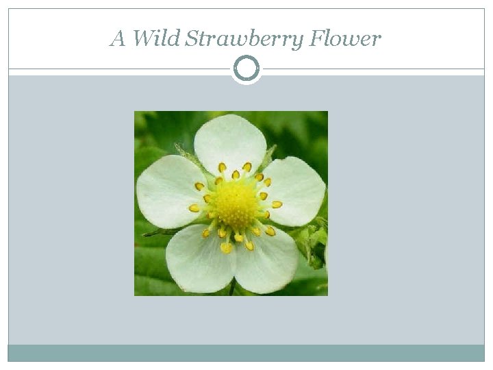 A Wild Strawberry Flower 