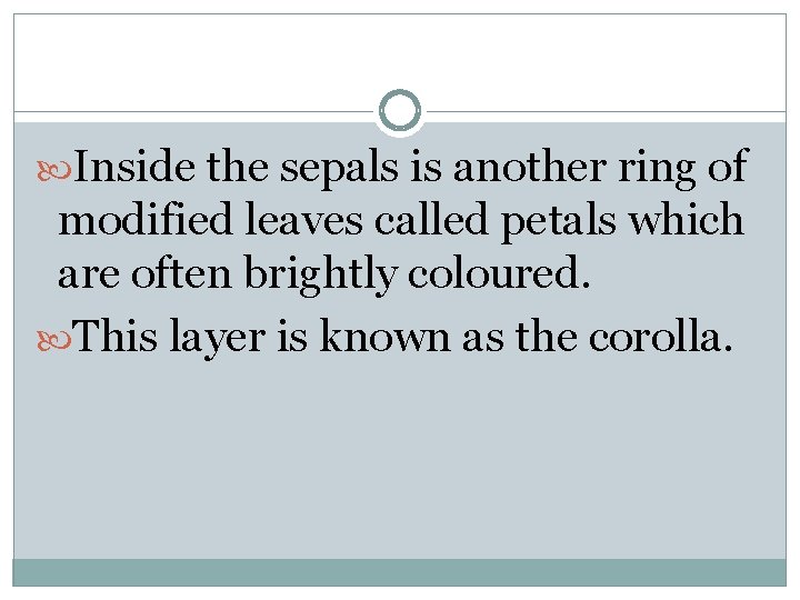  Inside the sepals is another ring of modified leaves called petals which are