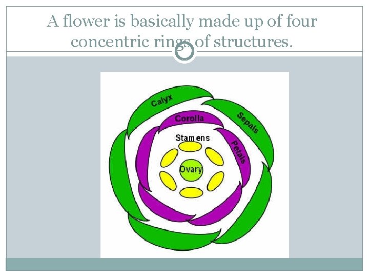 A flower is basically made up of four concentric rings of structures. 