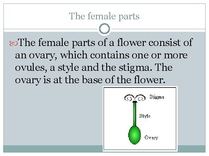 The female parts of a flower consist of an ovary, which contains one or