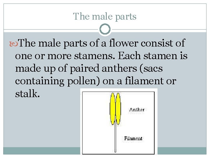 The male parts of a flower consist of one or more stamens. Each stamen