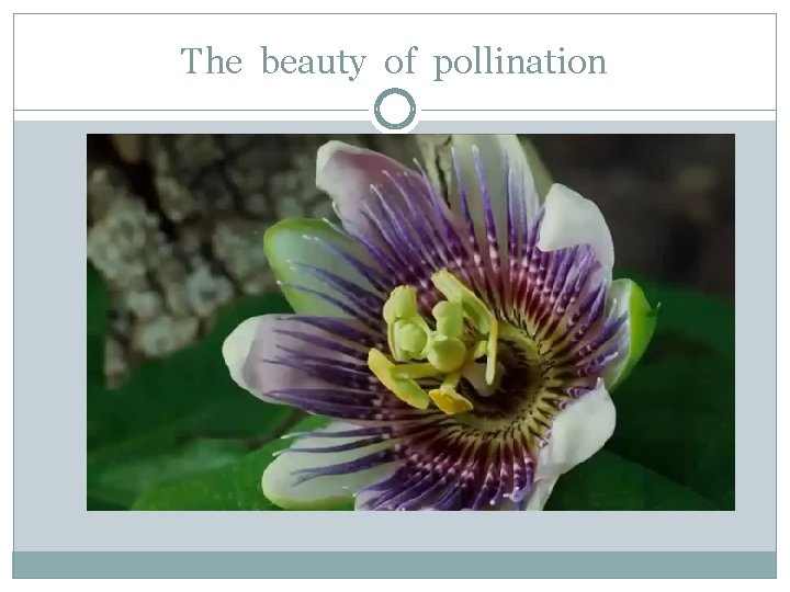 The beauty of pollination 