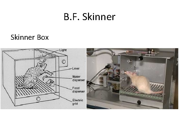 B. F. Skinner Box 