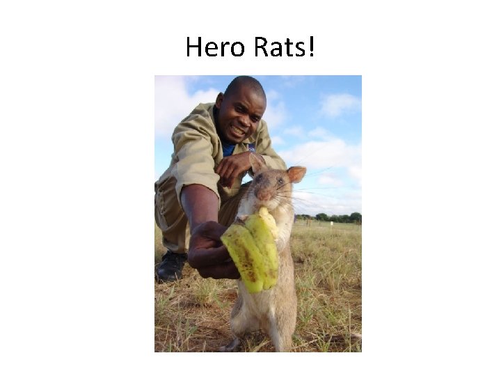 Hero Rats! 