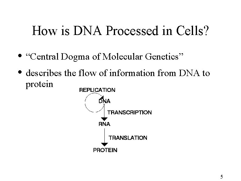 How is DNA Processed in Cells? • “Central Dogma of Molecular Genetics” • describes
