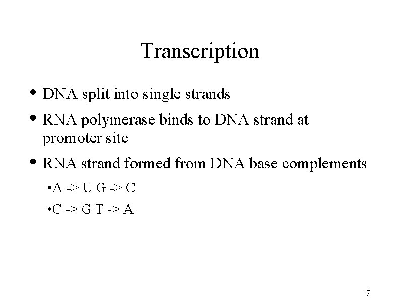 Transcription • DNA split into single strands • RNA polymerase binds to DNA strand