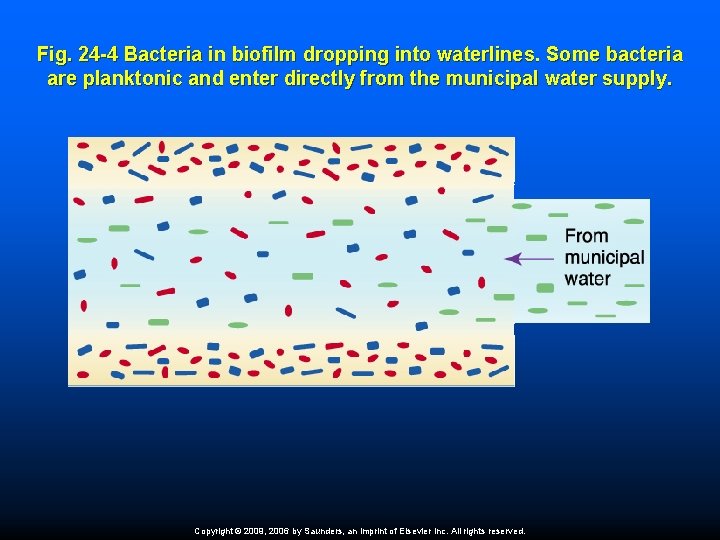 Fig. 24 -4 Bacteria in biofilm dropping into waterlines. Some bacteria are planktonic and