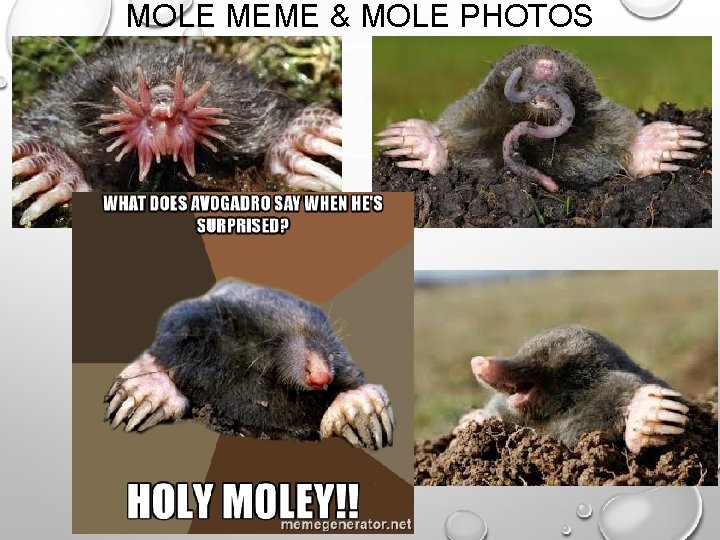 MOLE MEME & MOLE PHOTOS 