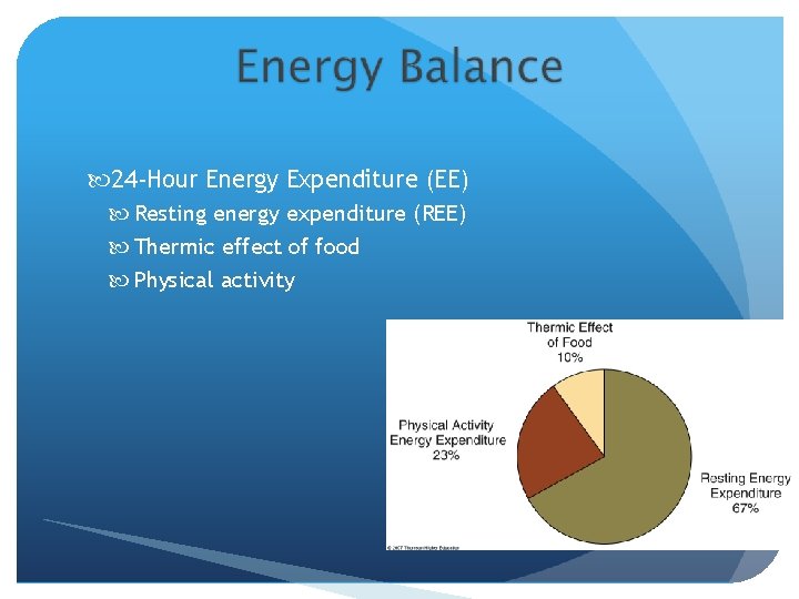  24 -Hour Energy Expenditure (EE) Resting energy expenditure (REE) Thermic effect of food