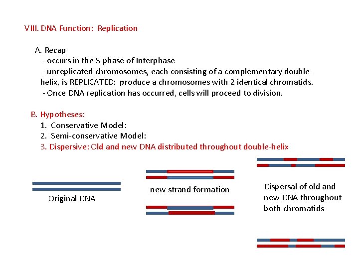 VIII. DNA Function: Replication A. Recap - occurs in the S-phase of Interphase -