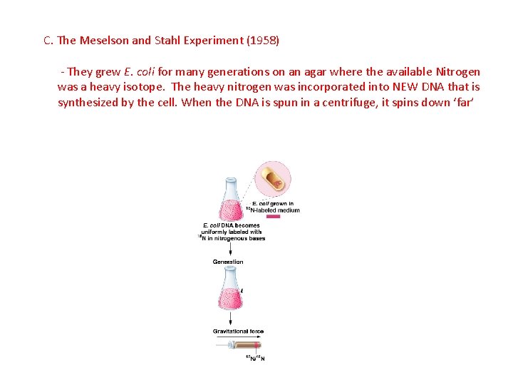 C. The Meselson and Stahl Experiment (1958) - They grew E. coli for many