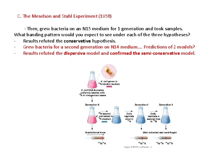 C. The Meselson and Stahl Experiment (1958) - Then, grew bacteria on an N