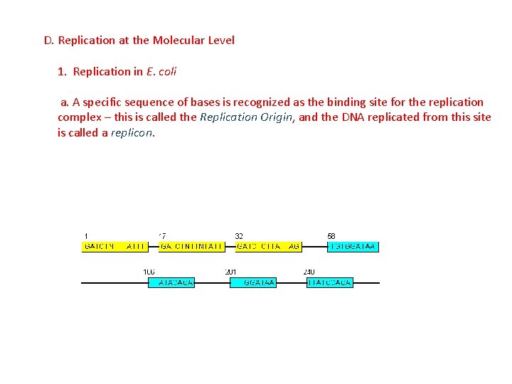 D. Replication at the Molecular Level 1. Replication in E. coli a. A specific