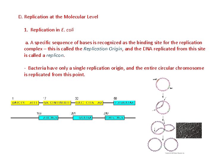 D. Replication at the Molecular Level 1. Replication in E. coli a. A specific
