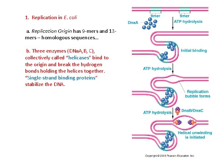 1. Replication in E. coli a. Replication Origin has 9 -mers and 13 mers