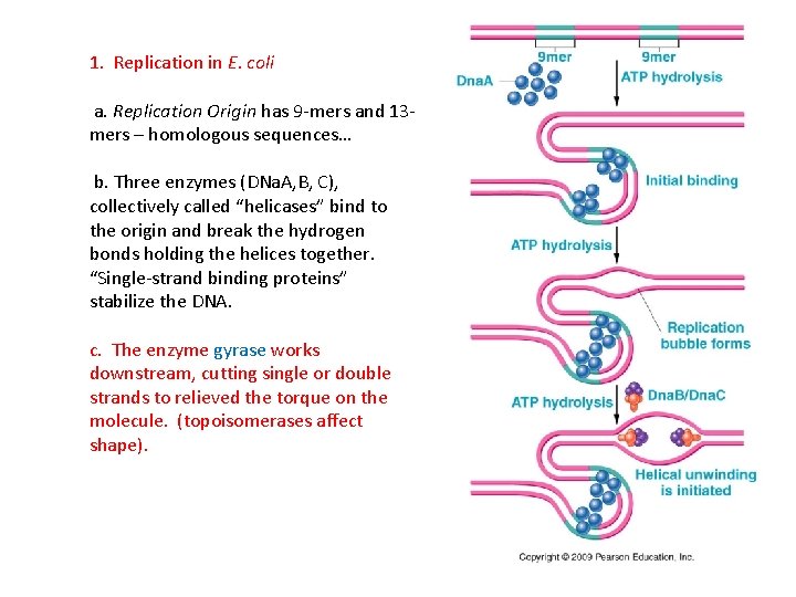 1. Replication in E. coli a. Replication Origin has 9 -mers and 13 mers