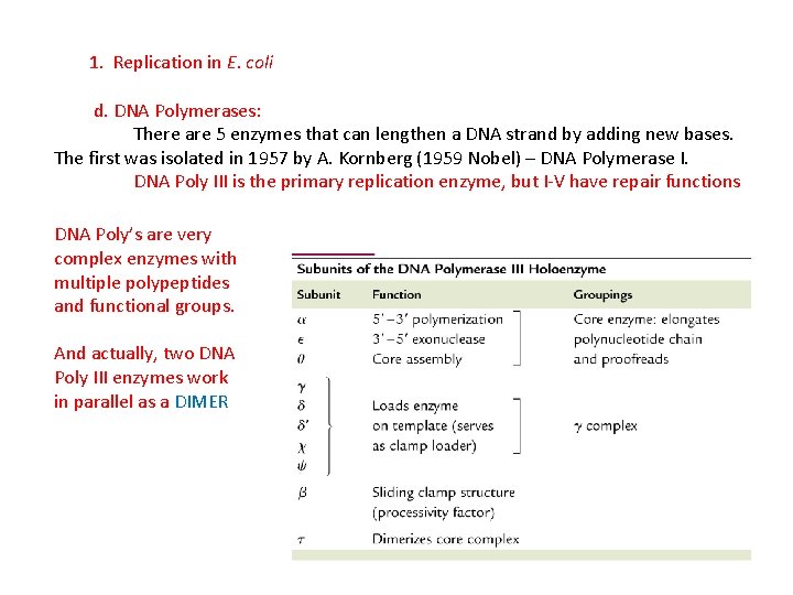 1. Replication in E. coli d. DNA Polymerases: There are 5 enzymes that can