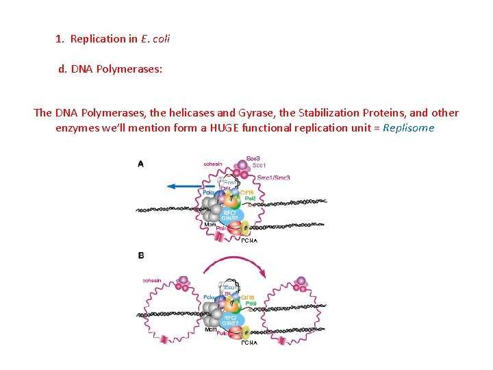 1. Replication in E. coli d. DNA Polymerases: The DNA Polymerases, the helicases and
