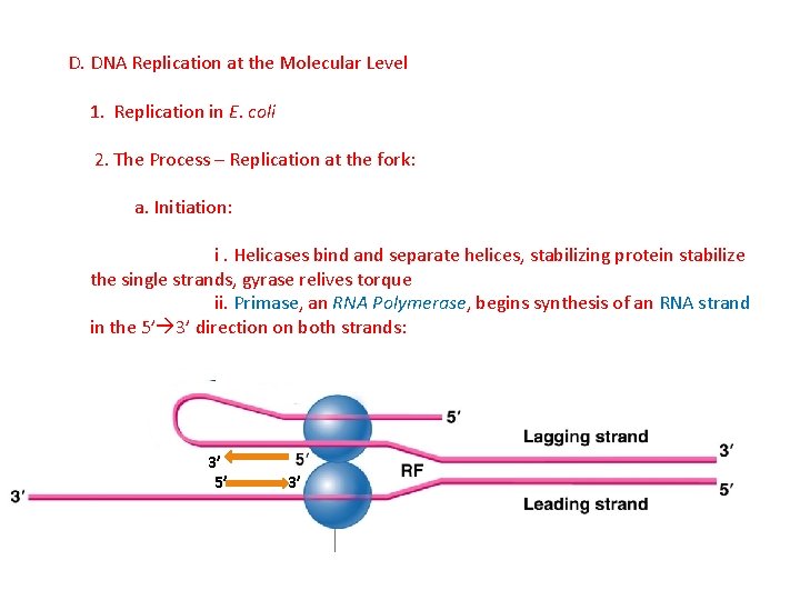 D. DNA Replication at the Molecular Level 1. Replication in E. coli 2. The