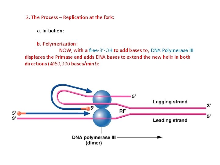 2. The Process – Replication at the fork: a. Initiation: b. Polymerization: NOW, with