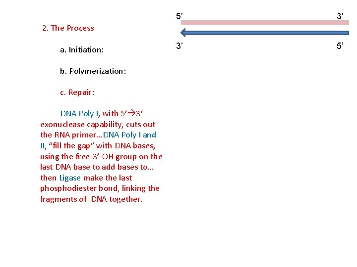 5’ 3’ 3’ 5’ 2. The Process a. Initiation: b. Polymerization: c. Repair: DNA