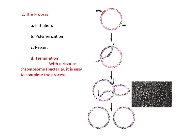 2. The Process a. Initiation: b. Polymerization: c. Repair: d. Termination: With a circular