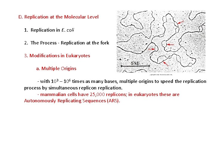 D. Replication at the Molecular Level 1. Replication in E. coli 2. The Process