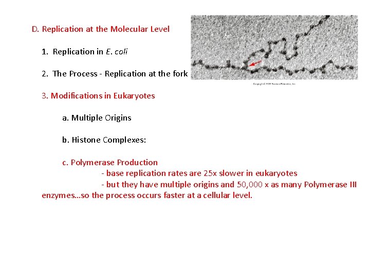 D. Replication at the Molecular Level 1. Replication in E. coli 2. The Process
